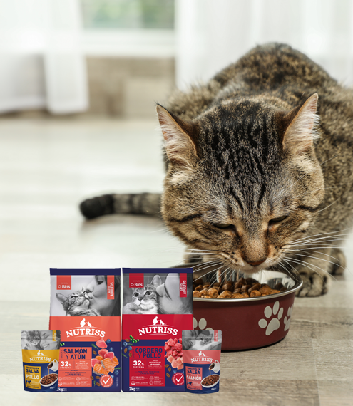comida húmeda gatos beneficios
